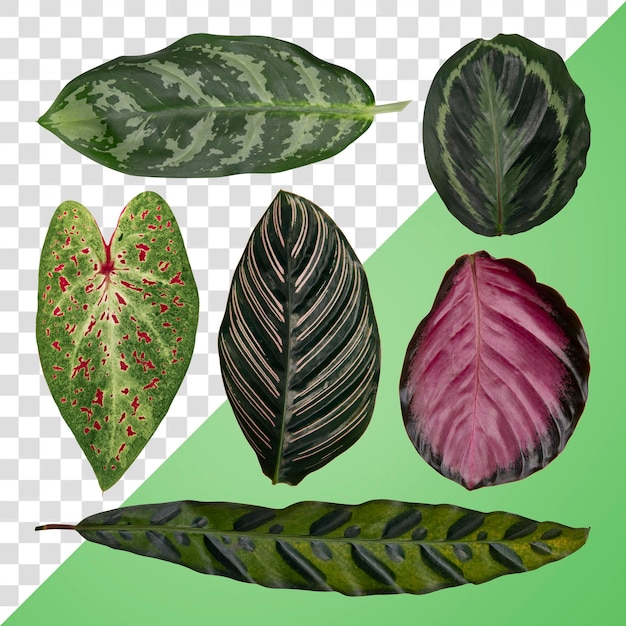 Groene kamerplant bladeren png op doorzichtige achtergrond