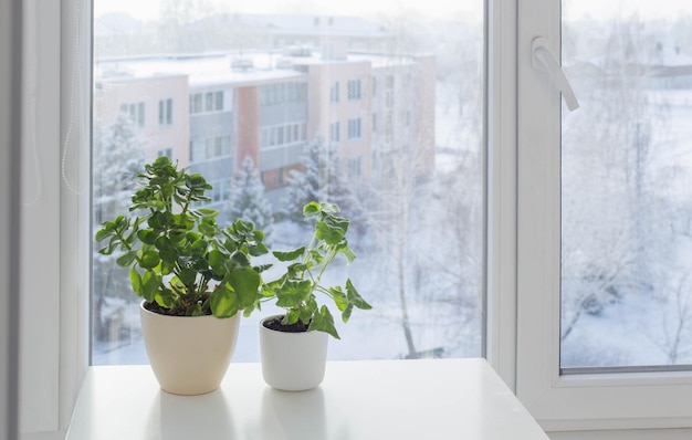 Groene kamerplanten bij het raam in de winter