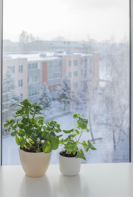 Groene kamerplanten bij het raam in de winter