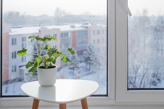 Groene kamerplanten bij het raam in de winter