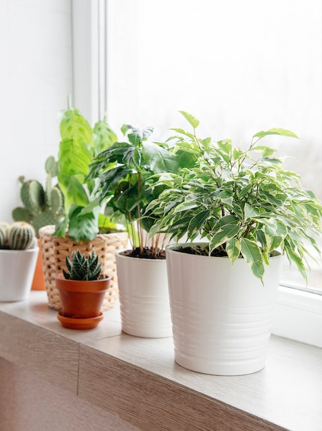 Groene kamerplanten op de vensterbank van het huis