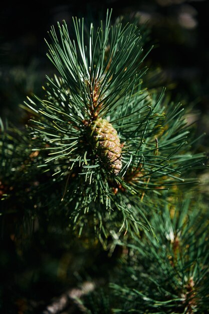 Foto groene kegel omringd door naalden