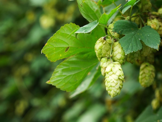 Groene kegels en hopbladeren