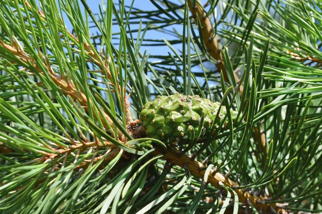 Groene kegels hangen op de dennenboom.