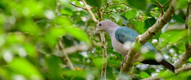 Groene keizerlijke duifvogel zitstok op een banyanboom