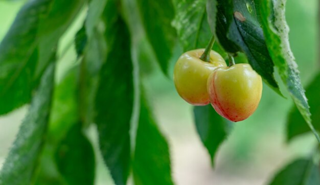 Groene kersen aan een boom in de tuin