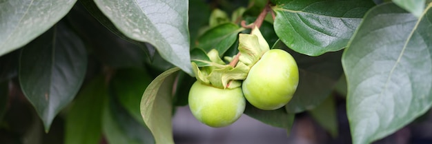 Groene kersenpruim of appel op tak in tuin