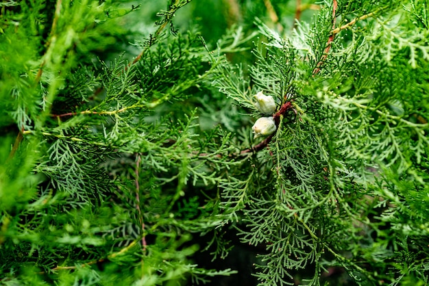 Groene kerstbladeren van Thuja-bomen