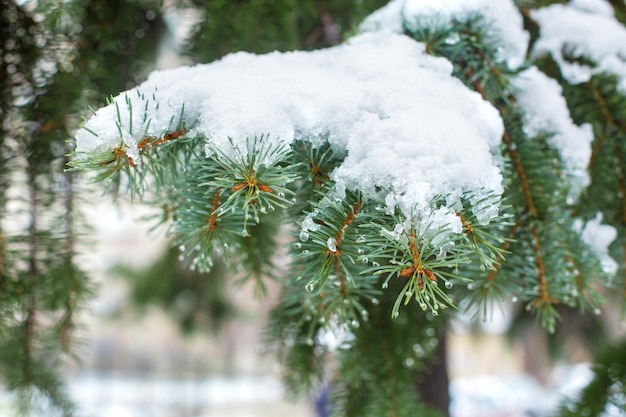 Groene kerstbomen in een winter park bedekt met sneeuw