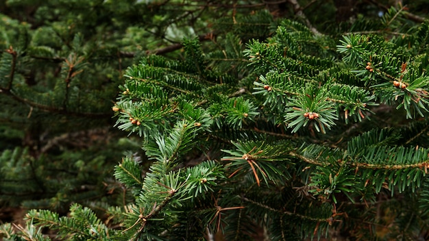 Foto groene kerstboom