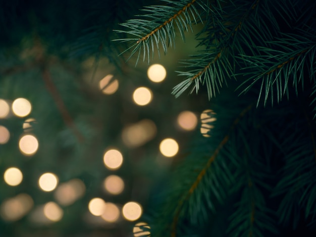 Groene kerstboomtak en gele lichten