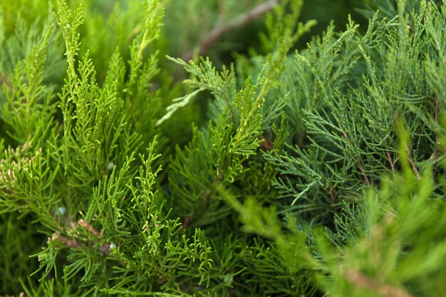 Groene kerstboomtakken