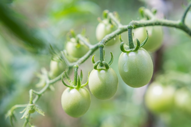 Groene kerstomaatjes groeien in de zomer aan struiken in de moestuin. Detailopname