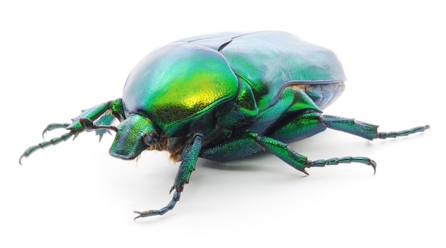 Groene kever insect rose chafer (cetonia aurata) geïsoleerd op wit.