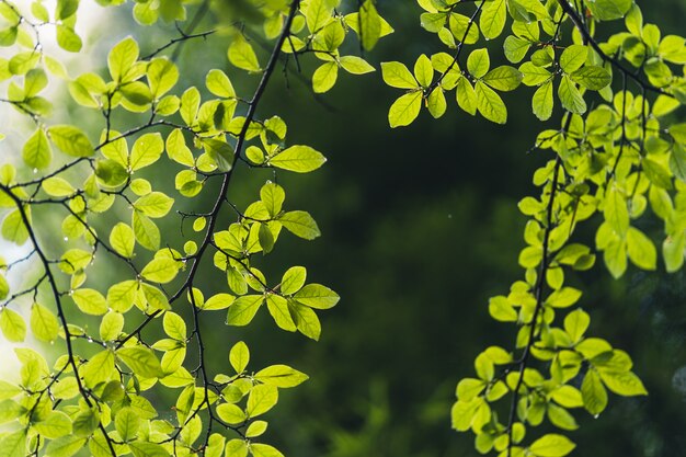 Groene kiemen bladeren in de natuur na de regen