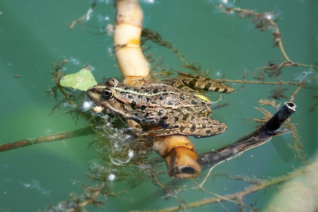 Groene kikker en pad op het water Zoetwaterfauna Reptielen en amfibieën Aquatische wereld