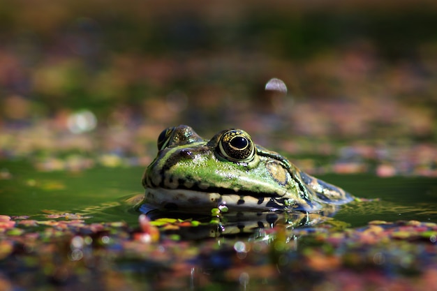 Groene kikker met meer op zoek naar de cameralens