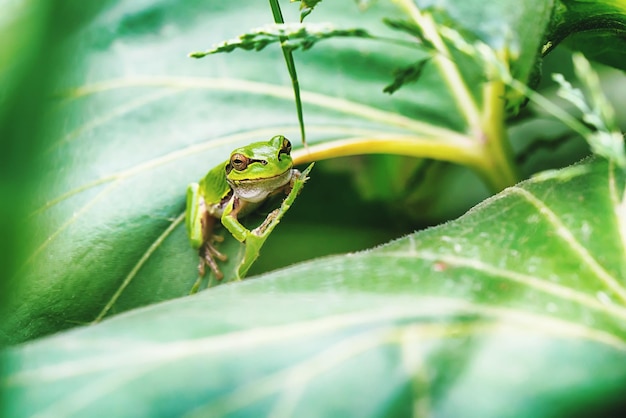 Groene kikker op bladeren