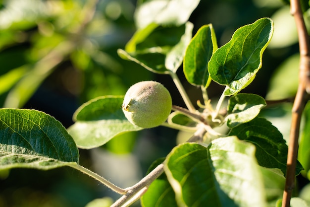 Groene kleine appel aan de lenteboom