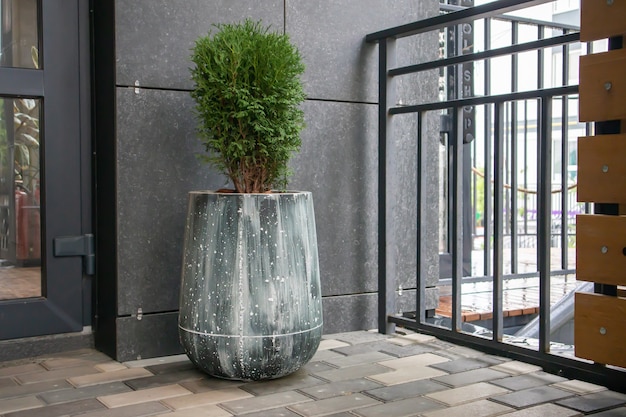 Groene kleine bolvormige Chinese thuja in een betonnen pot bij het huis bij de ingang. Traditionele huisdecoratie. Ingang van het gebouw, een pot met bloemen en een kleine thuja.