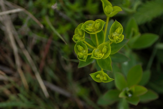 groene kleine wilde bloemen close-up jonge planten in de zomer