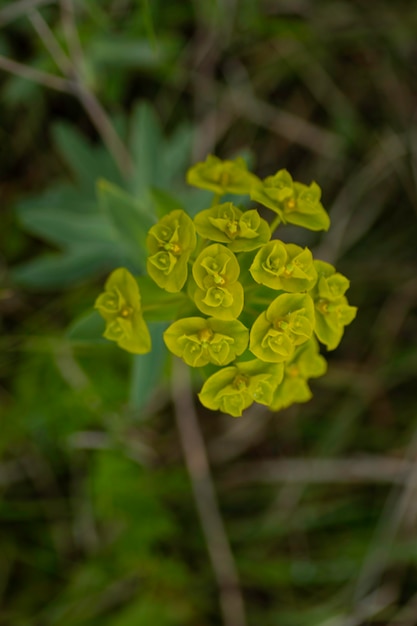 groene kleine wilde bloemen close-up jonge planten in de zomer