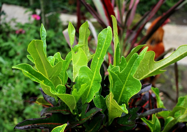 Groene kleurrijke codiaeum variegatum plant