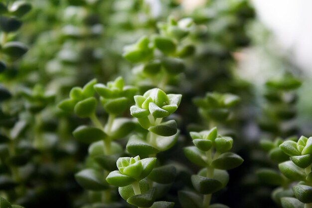 Foto groene kleurrijke sappige sedumplanten op de vensterbank met wazige achtergronden