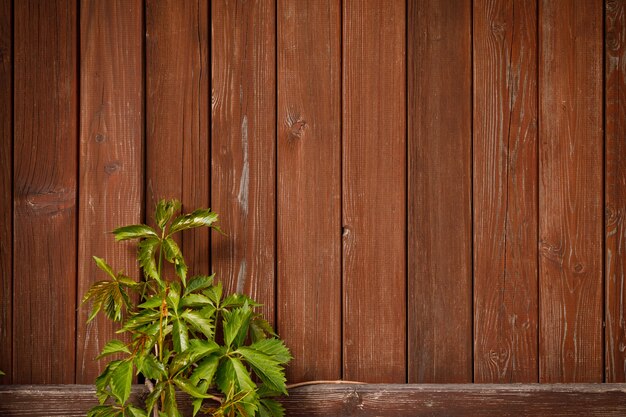 Groene klimmer wijnstok plant op houten plank achtergrond.