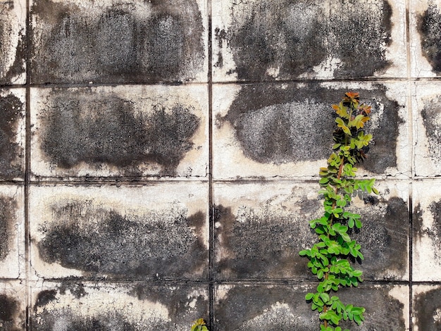 Groene klimop geplant op oude betonnen muur achtergrond