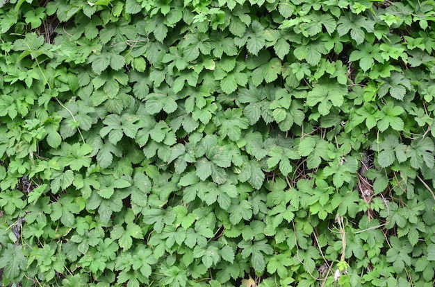 Groene klimop groeit langs de beige muur van geschilderde tegels. Textuur van dichte struikgewas van wilde klimop