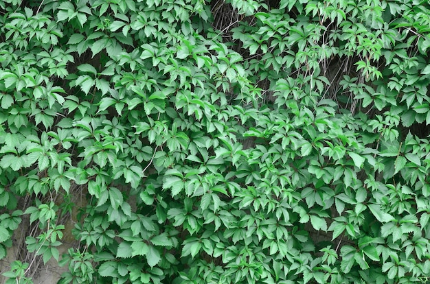 Groene klimop groeit langs de beige muur van geschilderde tegels. Textuur van dichte struikgewas van wilde klimop