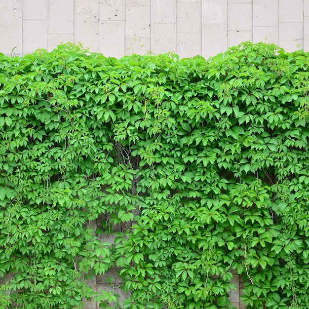 Groene klimop groeit langs de beige muur van geschilderde tegels.