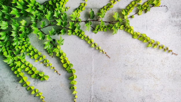 Groene klimop klimplant op grijze betonnen cementmuur