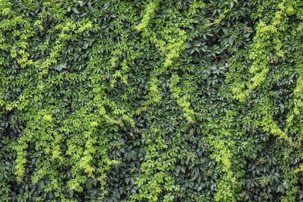 Foto groene klimop muur textuur