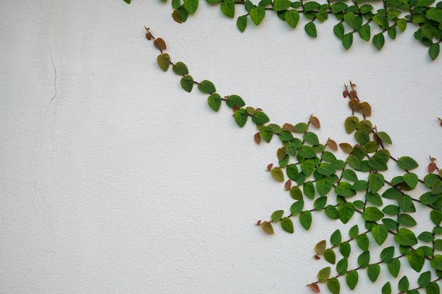 Groene klimop plant klimmen op witte muur met kopie ruimte