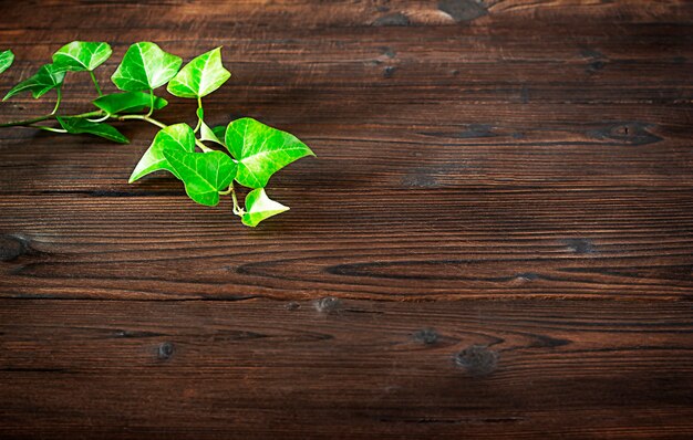 groene klimop tak op houten achtergrond