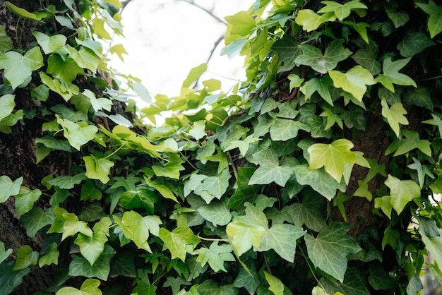 Groene klimop wijnstok klimmen boomstam