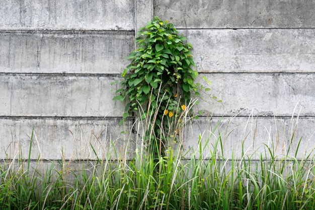 Foto groene klimop wijnstokken op de betonnen muur