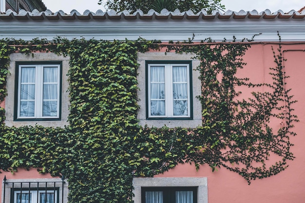 Groene klimop wijnstokken planten die de muur van een appartementengebouw rond ramen bedekken