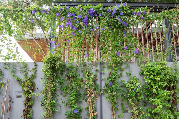 Groene klimplant paarse bloem op de muur