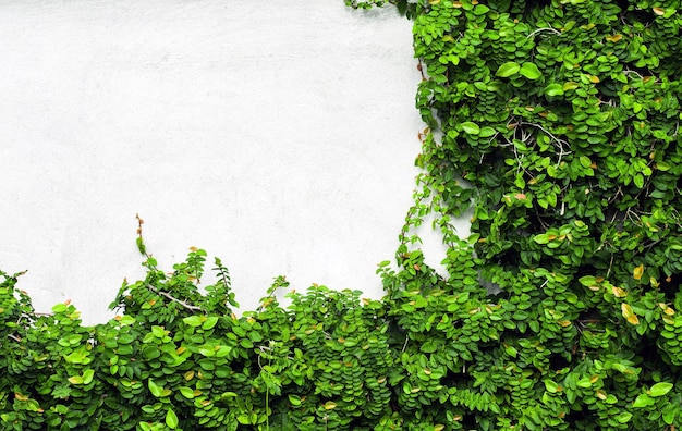 Groene klimplant Plant op witte muur