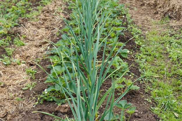 Groene knoflook en aardbeien in de tuin