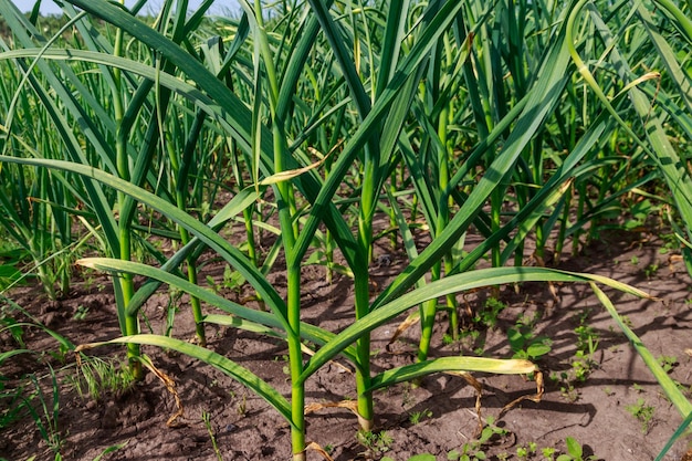 Groene knoflookplanten in een moestuin