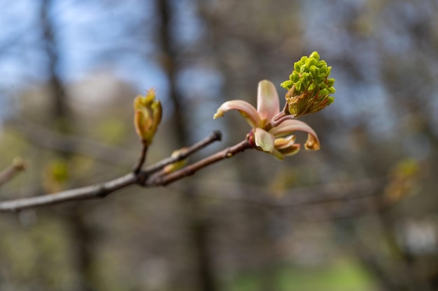 Groene knop bloeit op een boomtak