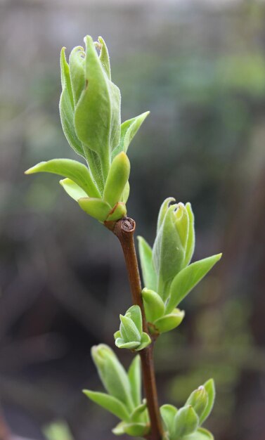 Foto groene knoppen met zachte lente bladeren op een boomtak macro-opname