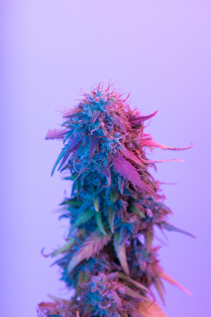 Foto groene knoppen van medische marihuana met cbd met paars licht alternatieve behandeling