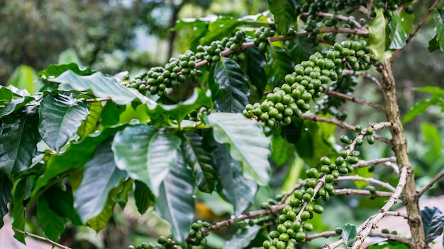 groene koffie fruit en boom