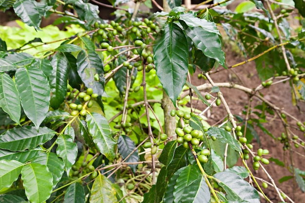 Groene koffiebessen