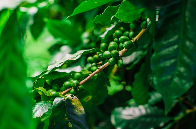 groene koffiebonen in de plant